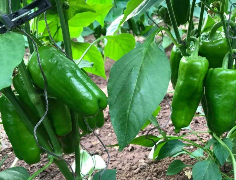 a0de8c1739e0488f6110954692466821_image(52)